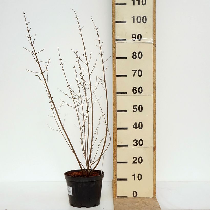 Exemplar von Korallenbeere Symphony Rave - Symphoricarpos orbiculatus Topf mit 4L/5L wie im Frühjahr geliefert