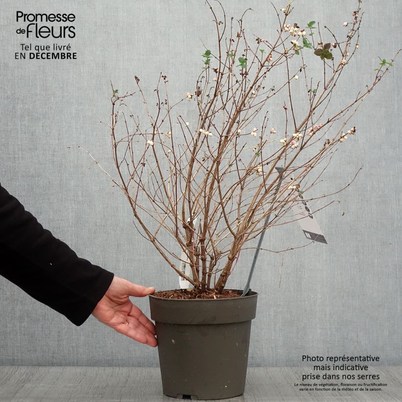 Exemplar von Korallenbeere Symphony Rumble - Symphoricarpos orbiculatus Topf mit 6L/7L wie im Herbst geliefert