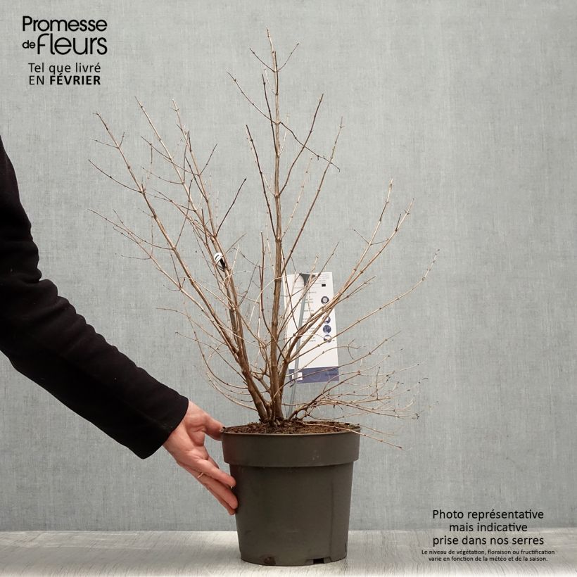 Exemplar von Korallenbeere Symphony Rumble - Symphoricarpos orbiculatus Topf mit 6L/7L wie im Winter geliefert