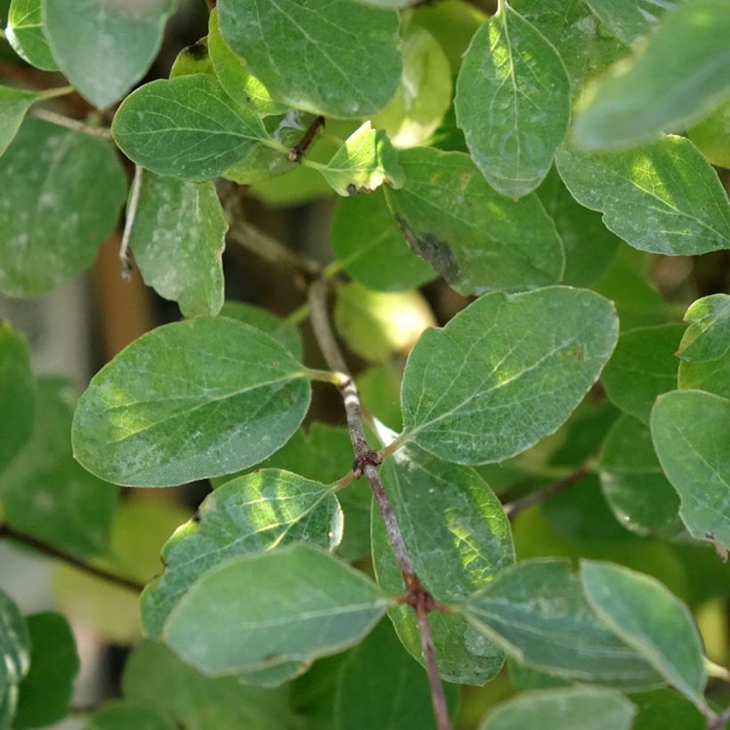 Amethystbeere Magical Sweet - Symphoricarpos doorenbosii (Laub)