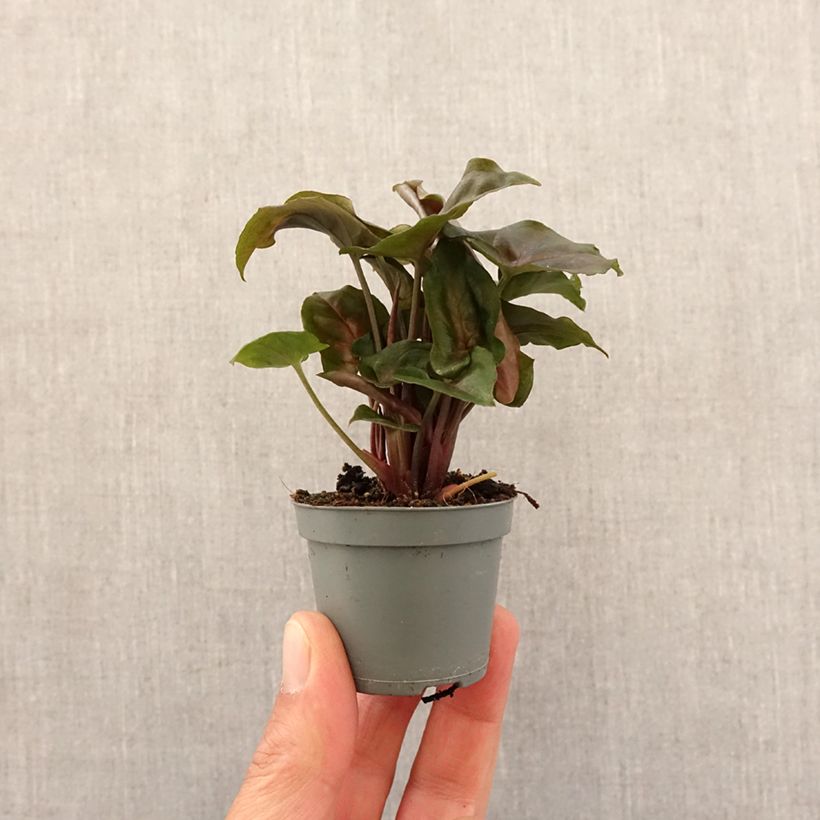 Exemplar von Purpurtute - Syngonium Maria Allusion Mini-plante wie im Frühjahr geliefert