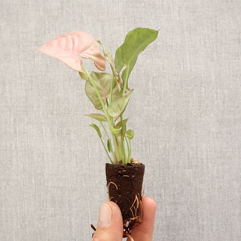 Exemplar von Purpurtute - Syngonium Neon Robusta Mini-plante wie im Frühjahr geliefert