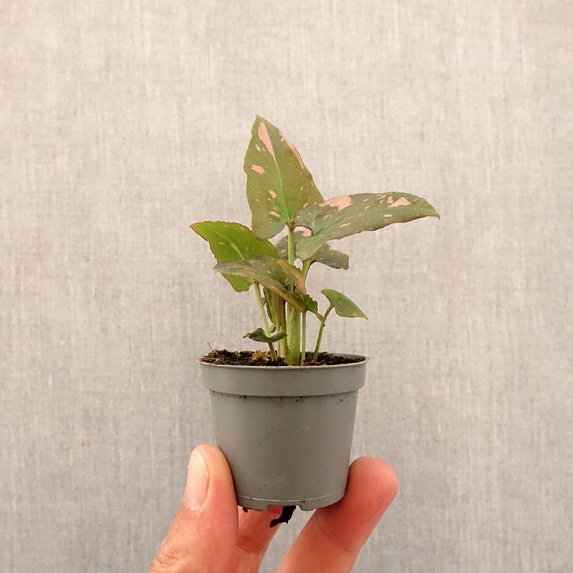 Exemplar von Purpurtute - Syngonium Pink Splash Mini-plante wie im Frühjahr geliefert