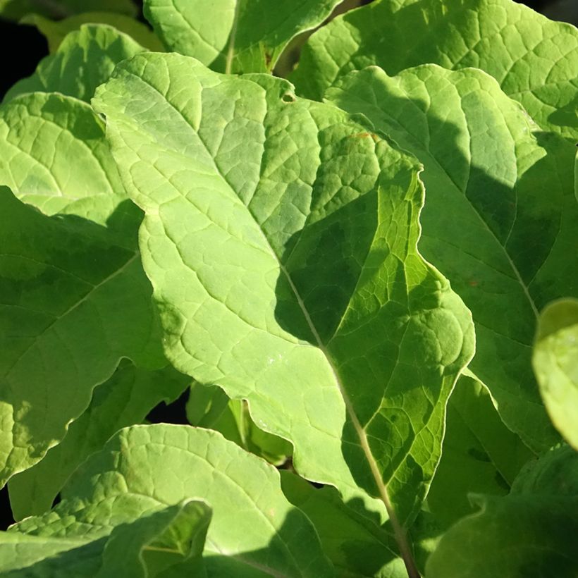 Himalaya-Flieder aureovariegata - Syringa emodi (Laub)