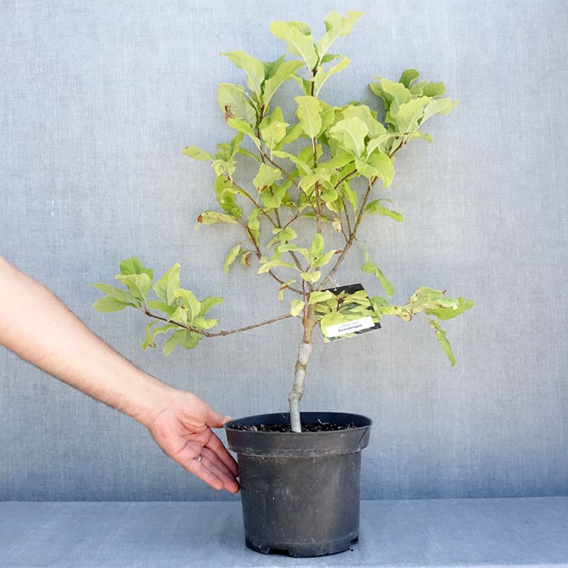 Exemplar von Himalaya-Flieder aureovariegata - Syringa emodi Topf mit 4L/5L wie im Sommer geliefert
