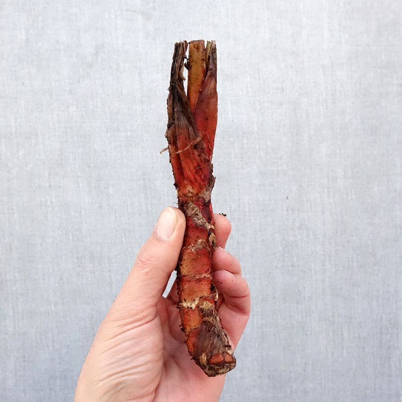 Exemplar von Tacca chantrieri - Fledermausblume Zwiebel Kaliber/Größe I wie im Frühjahr geliefert