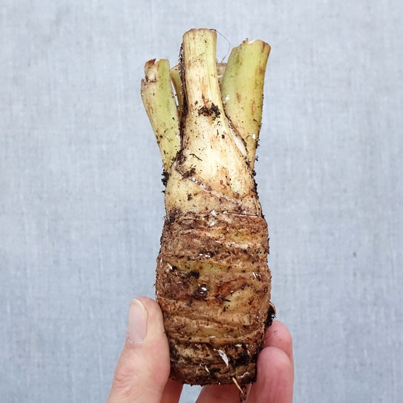 Exemplar von Tacca integrifolia Nivea - Weiße Fledermausblume Zwiebel Kaliber/Größe I wie im Frühjahr geliefert