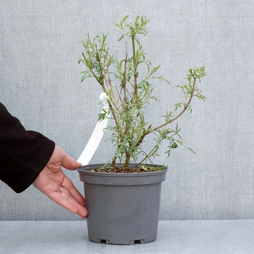 Exemplar von Aufrechte Studentenblume lemmonii (Samen) - Tagetes Topf mit 3L/4L wie im Frühjahr geliefert