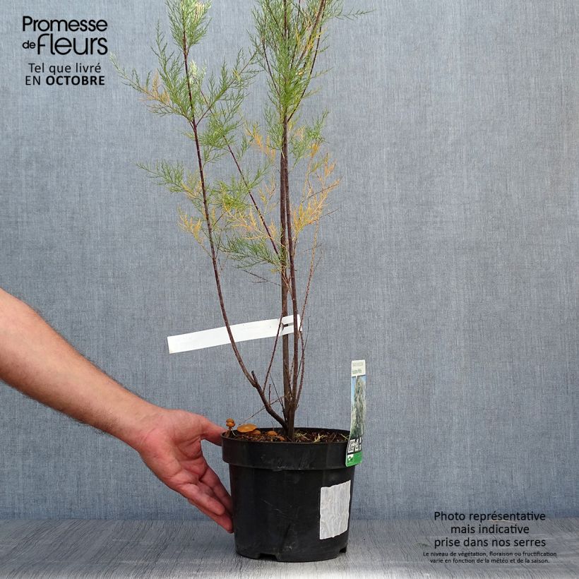 Exemplar von Tamarix ramosissima Hulsdonk White - Sommertamariske Topf mit 3L/4L wie im Herbst geliefert