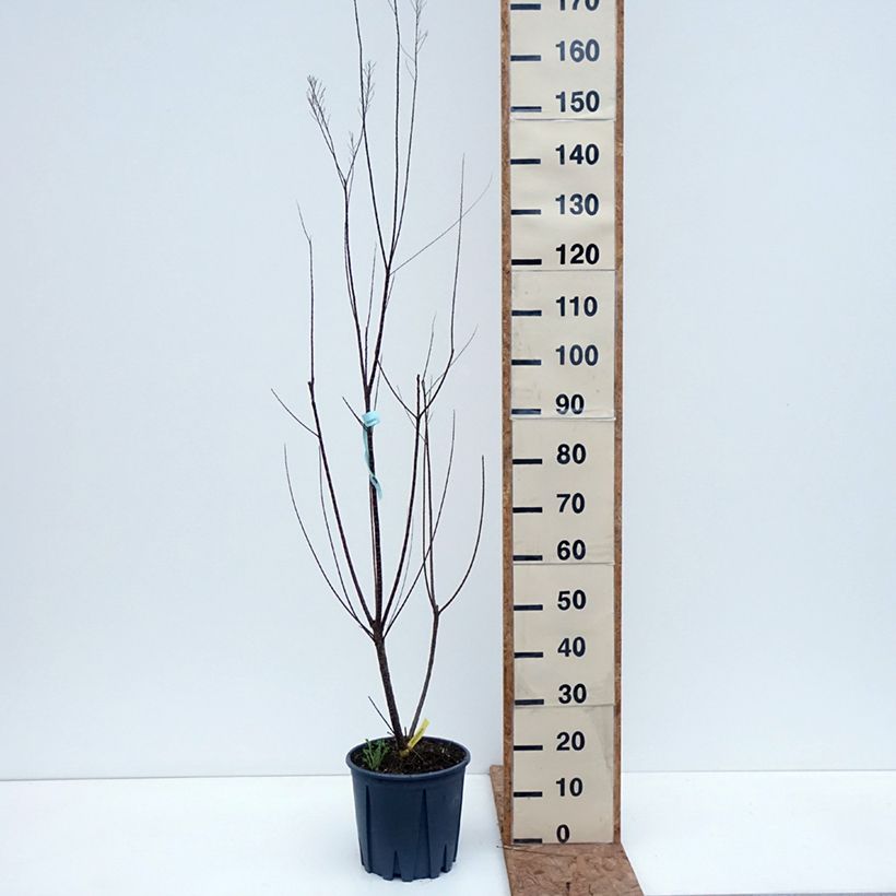 Exemplar von Tamarix gallica - Französische Tamariske Topf mit 7,5L/10L wie im Herbst geliefert