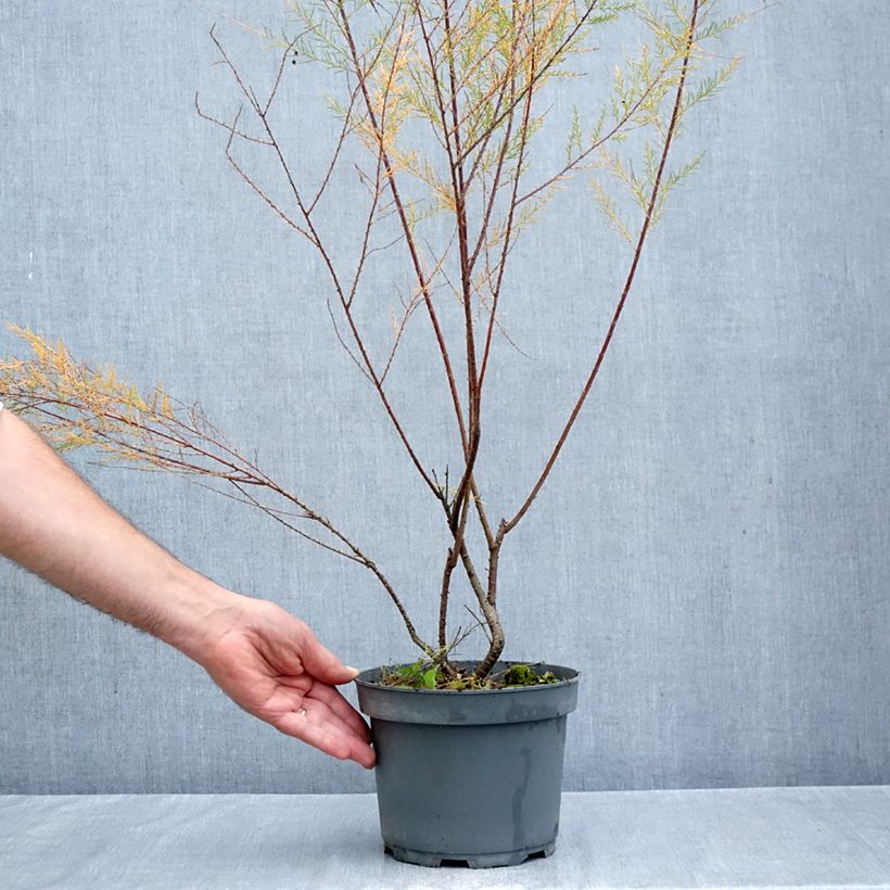 Exemplar von Tamarix ramosissima Pink Cascade - Sommertamariske Topf mit 2L/3L wie im Herbst geliefert