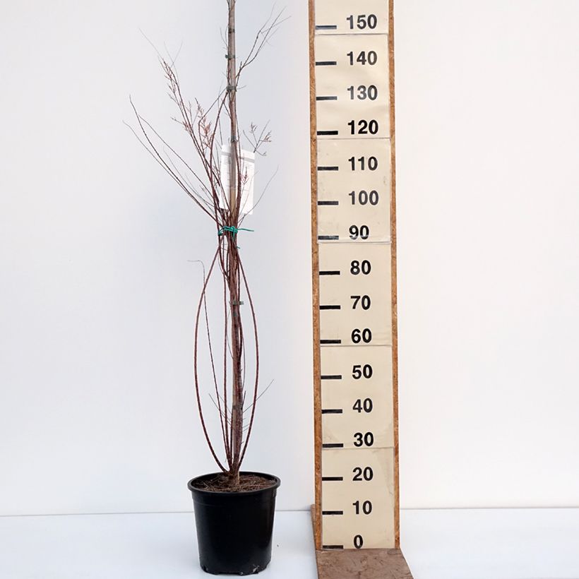 Exemplar von Tamarix ramosissima Pink Cascade - Sommertamariske Topf mit 7,5L/10L wie im Winter geliefert