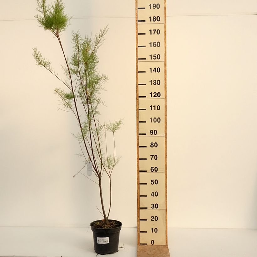 Exemplar von Tamarix ramosissima - Sommertamariske Topf mit 4L/5L wie im Sommer geliefert