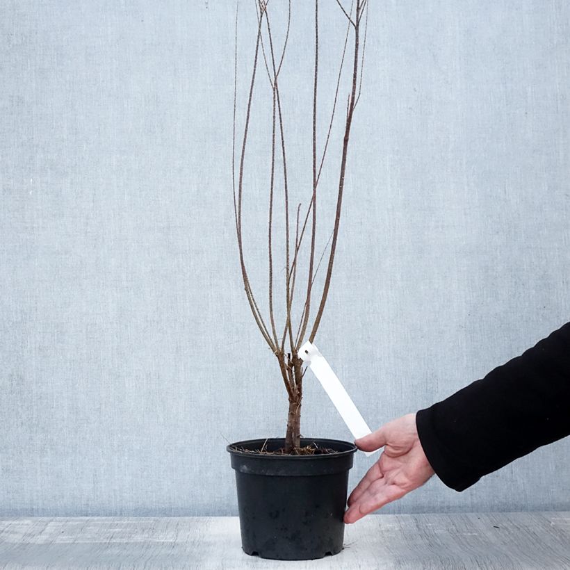 Exemplar von Tamarix tetrandra - Viermännige Tamariske Topf mit 3L/4L wie im Herbst geliefert