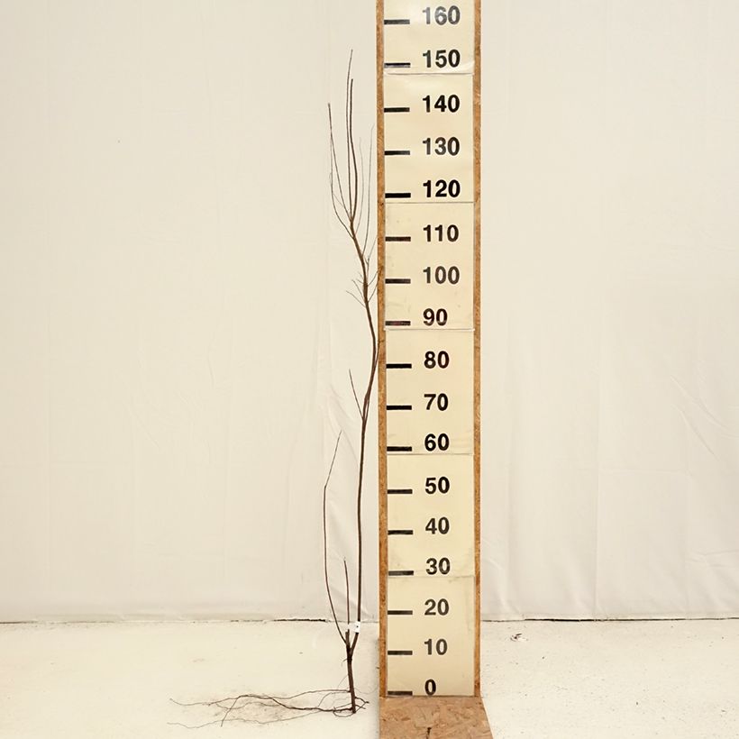 Exemplar von Tamarix tetrandra - Viermännige Tamariske Wurzelnackt wie im Winter geliefert