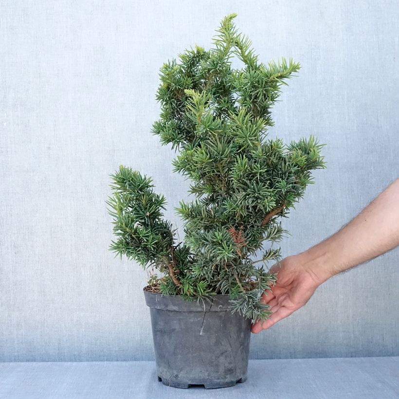 Exemplar von Taxus baccata Cristata - Eibe Topf mit 4L/5L wie im Sommer geliefert