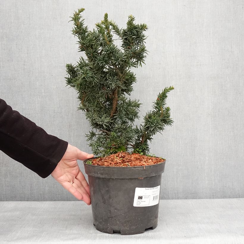 Exemplar von Taxus baccata Cristata - Eibe Topf mit 4L/5L wie im Winter geliefert