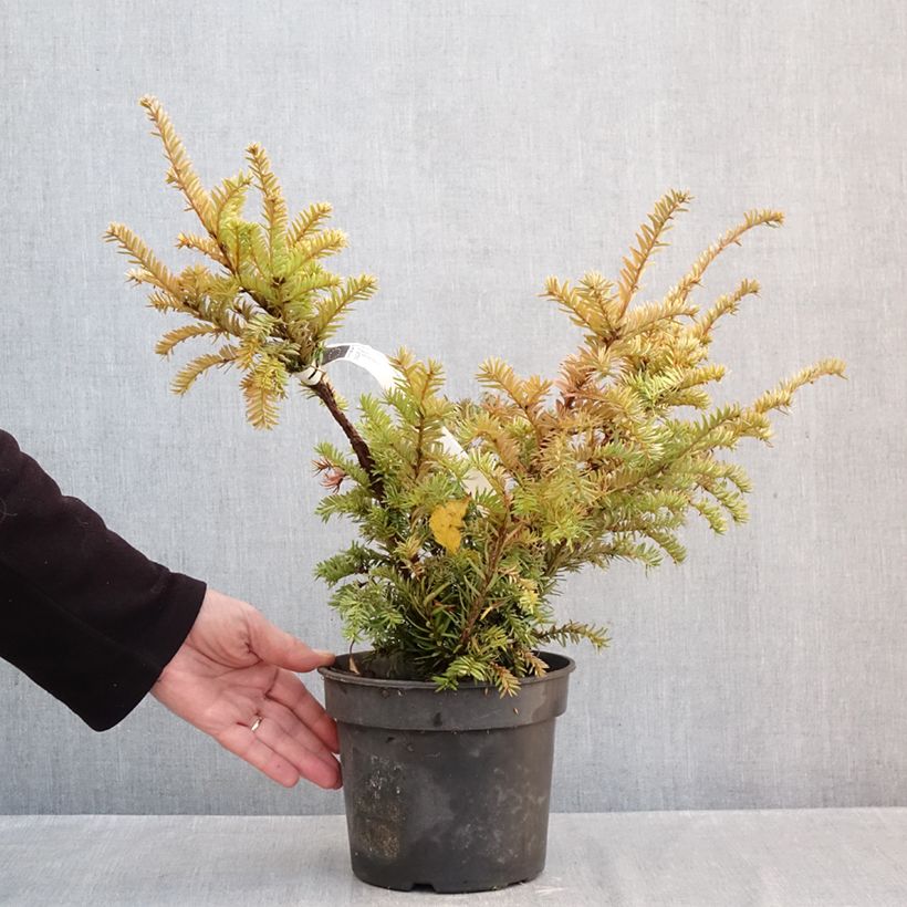 Exemplar von Taxus baccata Elegantissima - Eibe Topf mit 3L/4L wie im Herbst geliefert