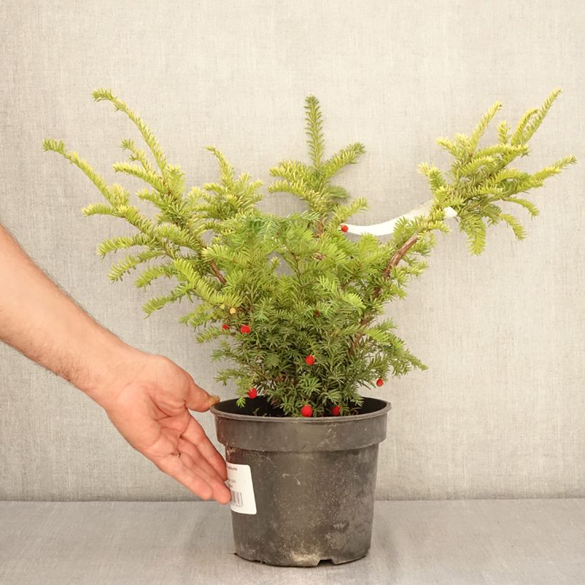 Exemplar von Taxus baccata Elegantissima - Eibe Topf mit 3L/4L wie im Sommer geliefert