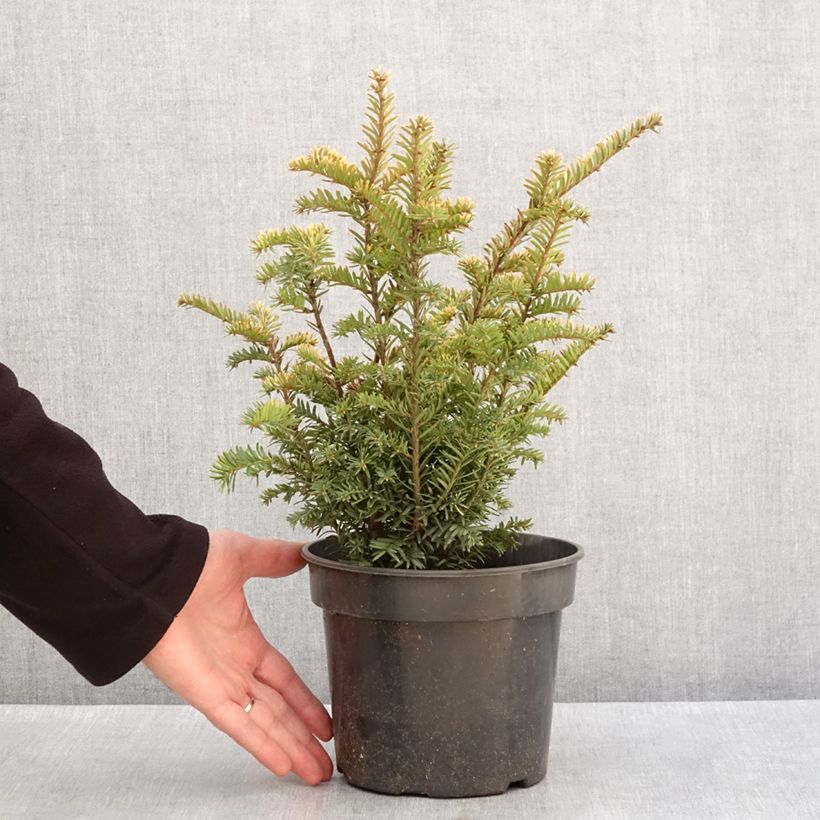 Exemplar von Taxus baccata Elegantissima - Eibe Topf mit 3L/4L wie im Winter geliefert