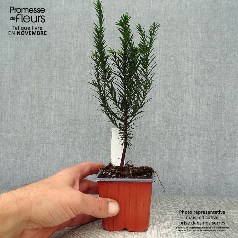 Exemplar von Eibe - Taxus baccata Kleine Töpfe von 8/9 cm wie im Herbst geliefert