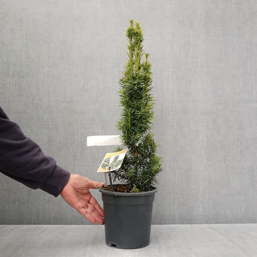 Exemplar von Eibe Fastigiata Aurea - Taxus baccata Topf mit 2L/3L wie im Herbst geliefert