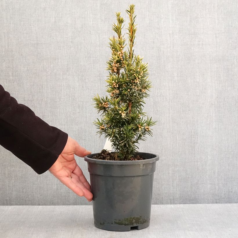 Exemplar von Eibe Fastigiata Aurea - Taxus baccata Topf mit 2L/3L wie im Winter geliefert