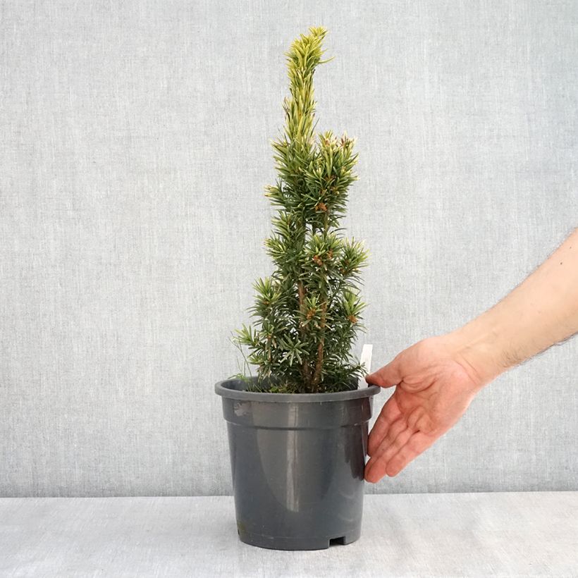 Exemplar von Eibe Fastigiata Aurea - Taxus baccata Topf mit 2L/3L wie im Frühjahr geliefert