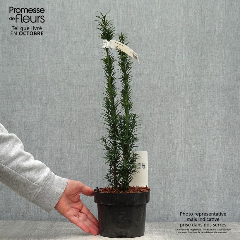 Exemplar von Eibe Fastigiata Robusta - Taxus baccata Topf mit 2L/3L wie im Herbst geliefert
