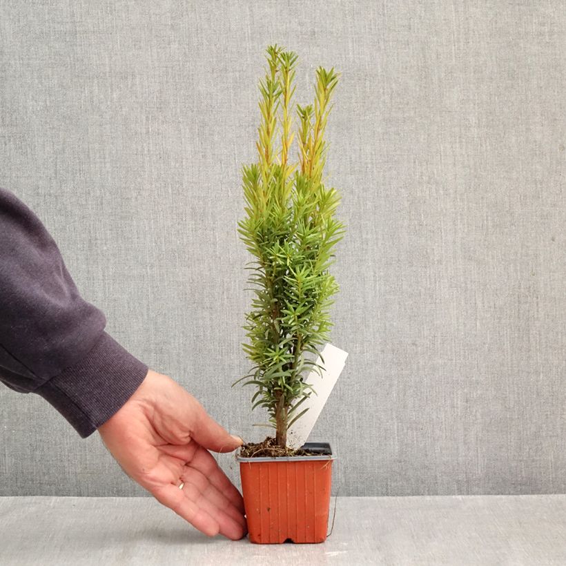 Exemplar von Eibe Fastigiata Robusta - Taxus baccata Kleine Töpfe von 8/9 cm wie im Herbst geliefert