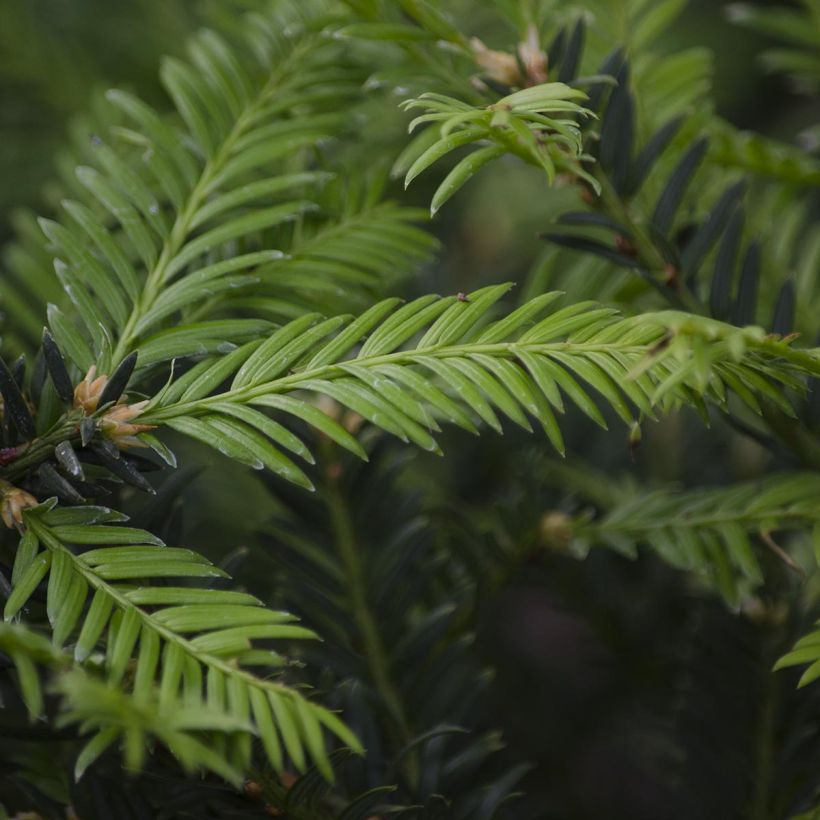 Eibe - Taxus baccata (Laub)