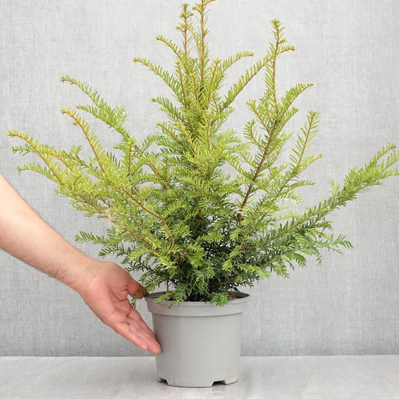 Exemplar von Eibe - Taxus baccata Topf mit 2L/3L wie im Sommer geliefert