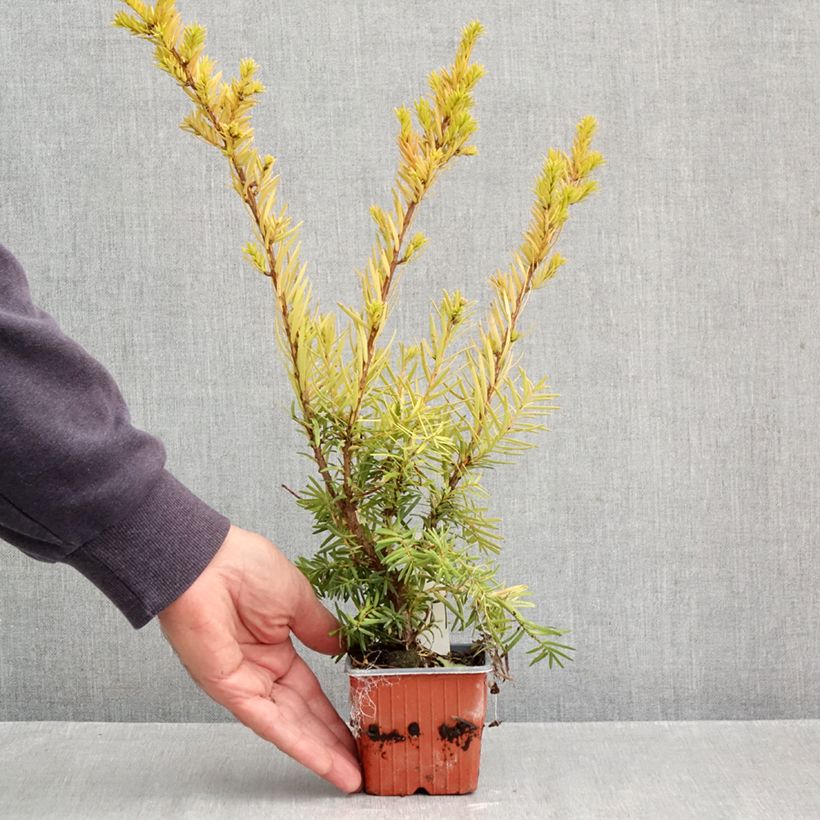 Exemplar von Becher-Eibe Densiformis - Taxus media Kleine Töpfe von 8/9 cm wie im Herbst geliefert