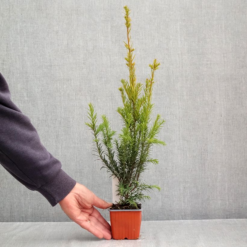 Exemplar von Becher-Eibe Groenland - Taxus media Kleine Töpfe von 8/9 cm wie im Herbst geliefert