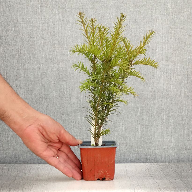 Exemplar von Becher-Eibe Groenland - Taxus media Kleine Töpfe von 8/9 cm wie im Sommer geliefert