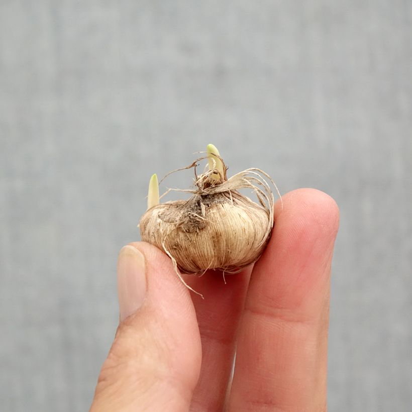 Exemplar von Tecophilaea cyanocrocus - Enziankrokus Zwiebel Kaliber/Größe I wie im Frühjahr geliefert