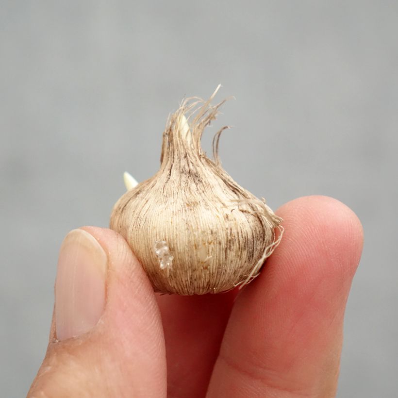 Exemplar von Tecophilaea cyanocrocus var. leichtlinii - Enziankrokus Zwiebel Kaliber/Größe I wie im Frühjahr geliefert