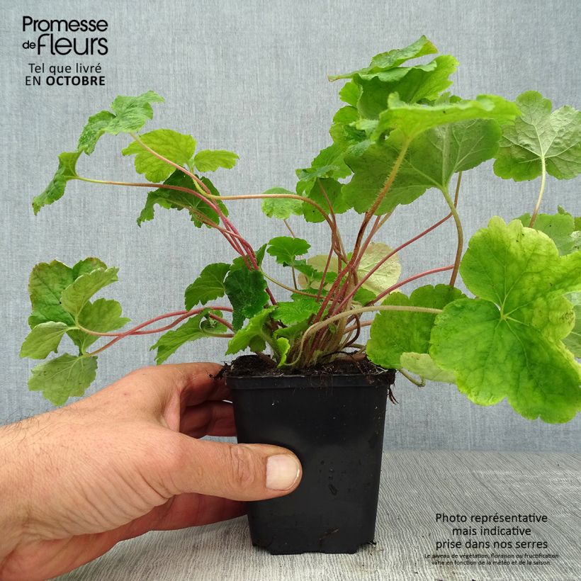 Exemplar von Tellima grandiflora - Falsche Alraunwurzel Kleine Töpfe von 8/9 cm wie im Herbst geliefert