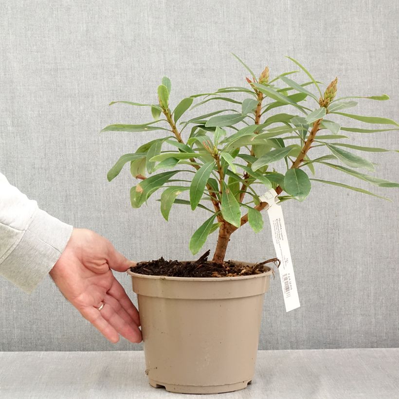 Exemplar von Telopea x speciosissima Braidwood Brilliant - Telopeie Topf mit 4L/5L wie im Herbst geliefert