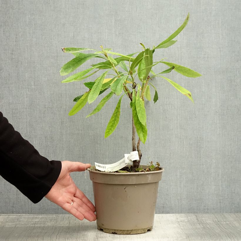 Exemplar von Telopea speciosissima White - Telopeie Topf mit 4L/5L wie im Herbst geliefert