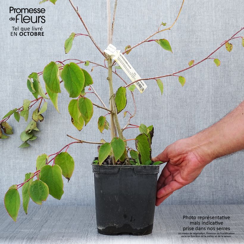 Exemplar von Tetracentron sinense - Vierspornbaum Topf mit 2L/3L wie im Herbst geliefert