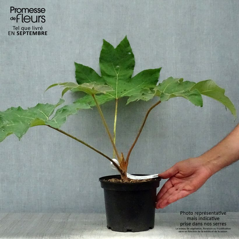 Exemplar von Tetrapanax papyrifera Rex - Reispapierbaum Topf mit 3L/4L wie im Herbst geliefert