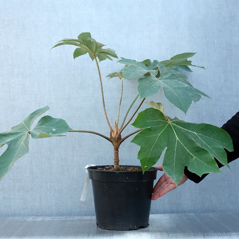 Exemplar von Tetrapanax papyrifera Rex - Reispapierbaum Topf mit 6L/7L wie im Herbst geliefert