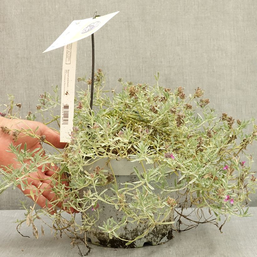 Exemplar von Teucrium ackermannii - Gamander Topf mit 3L/4L wie im Sommer geliefert