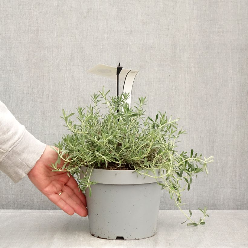 Exemplar von Teucrium ackermannii - Gamander Topf mit 3L/4L wie im Frühjahr geliefert