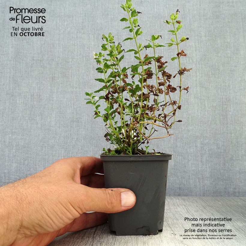 Exemplar von Teucrium chamaedrys Alba - Gemeiner Gamander Kleine Töpfe von 8/9 cm wie im Herbst geliefert