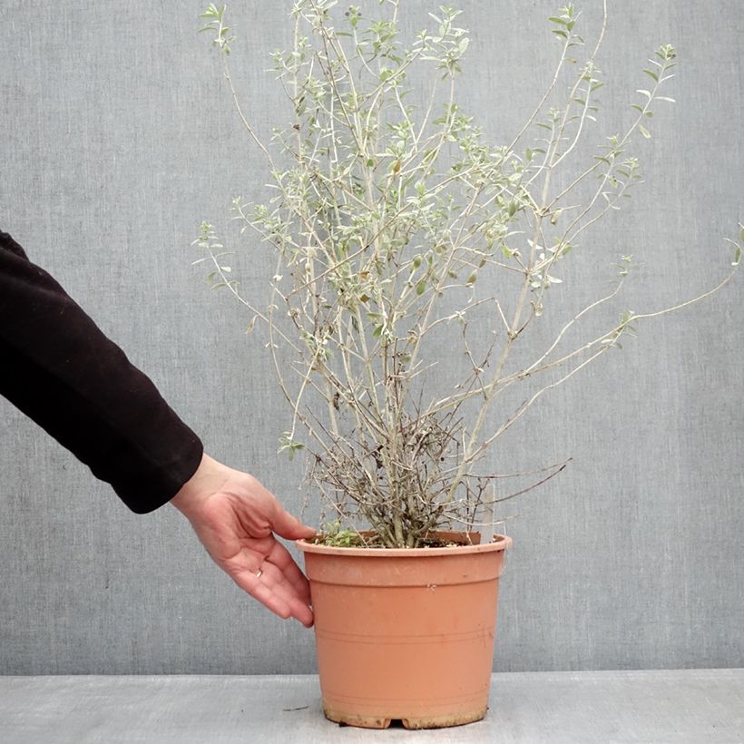 Exemplar von Teucrium fruticans Azureum - Strauchiger Gamander Topf mit 4L/5L wie im Winter geliefert