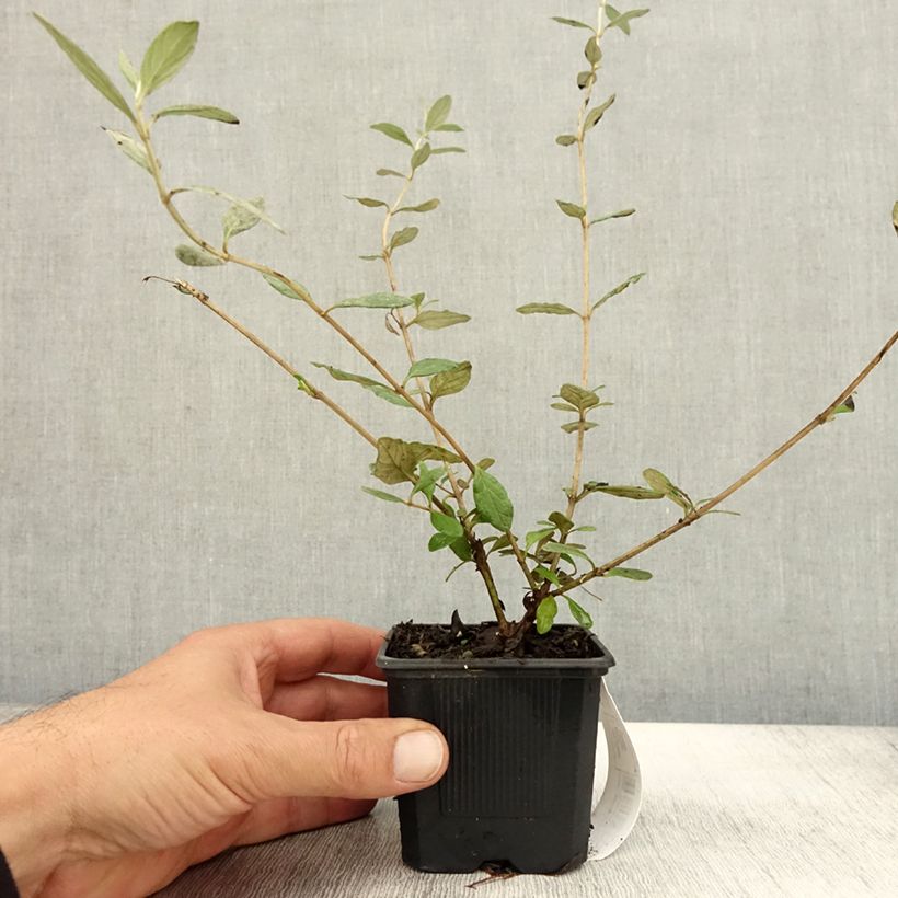 Exemplar von Teucrium fruticans Selection Erecta - Strauchiger Gamander Kleine Töpfe von 8/9 cm wie im Herbst geliefert