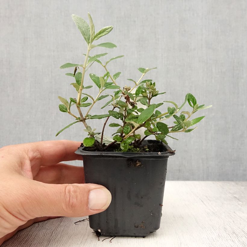 Exemplar von Teucrium fruticans Selection Erecta - Strauchiger Gamander Kleine Töpfe von 8/9 cm wie im Sommer geliefert