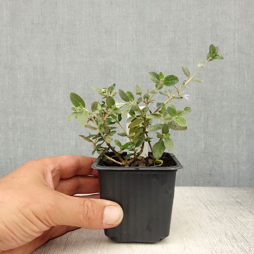 Exemplar von Teucrium fruticans Selection Erecta - Strauchiger Gamander Kleine Töpfe von 8/9 cm wie im Frühjahr geliefert